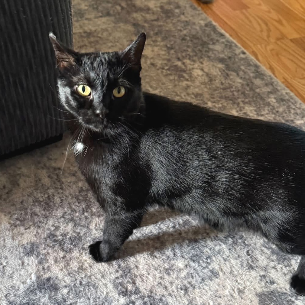Nyx, photo 6