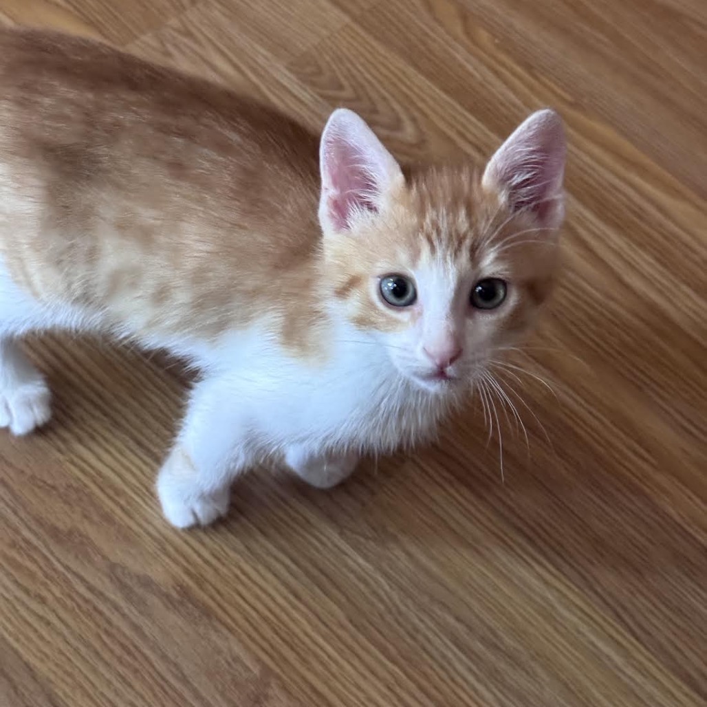 JACK - Domestic Shorthair available for adoption