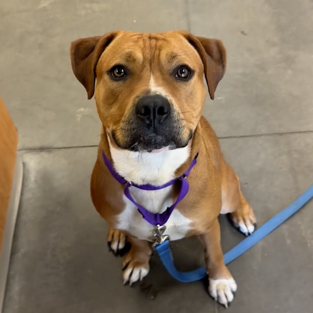 Photo of PGH-Stray-119995_2