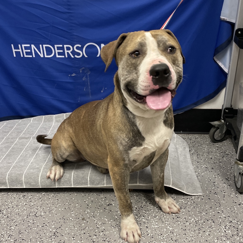 BRONX - Terrier / Pit Bull available for adoption