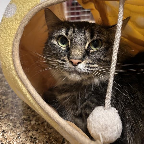 Pepper: Female 30 Domestic Medium Hair