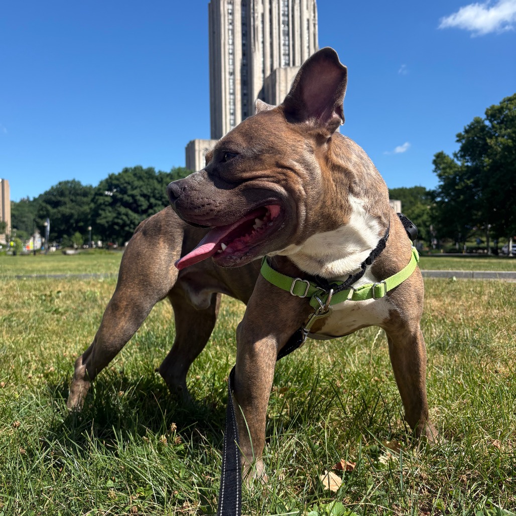 Photo of D.O.G. 11