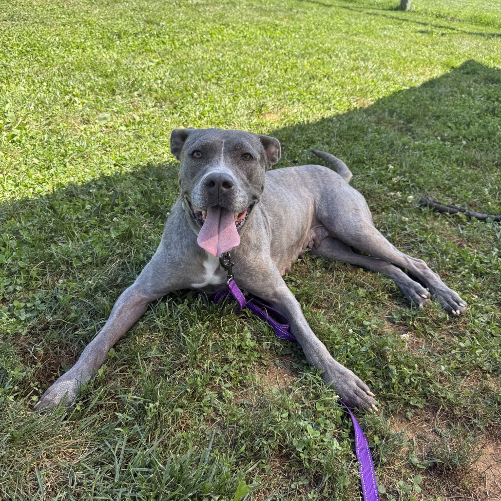 HAZEL - Mixed Breed (Large) available for adoption