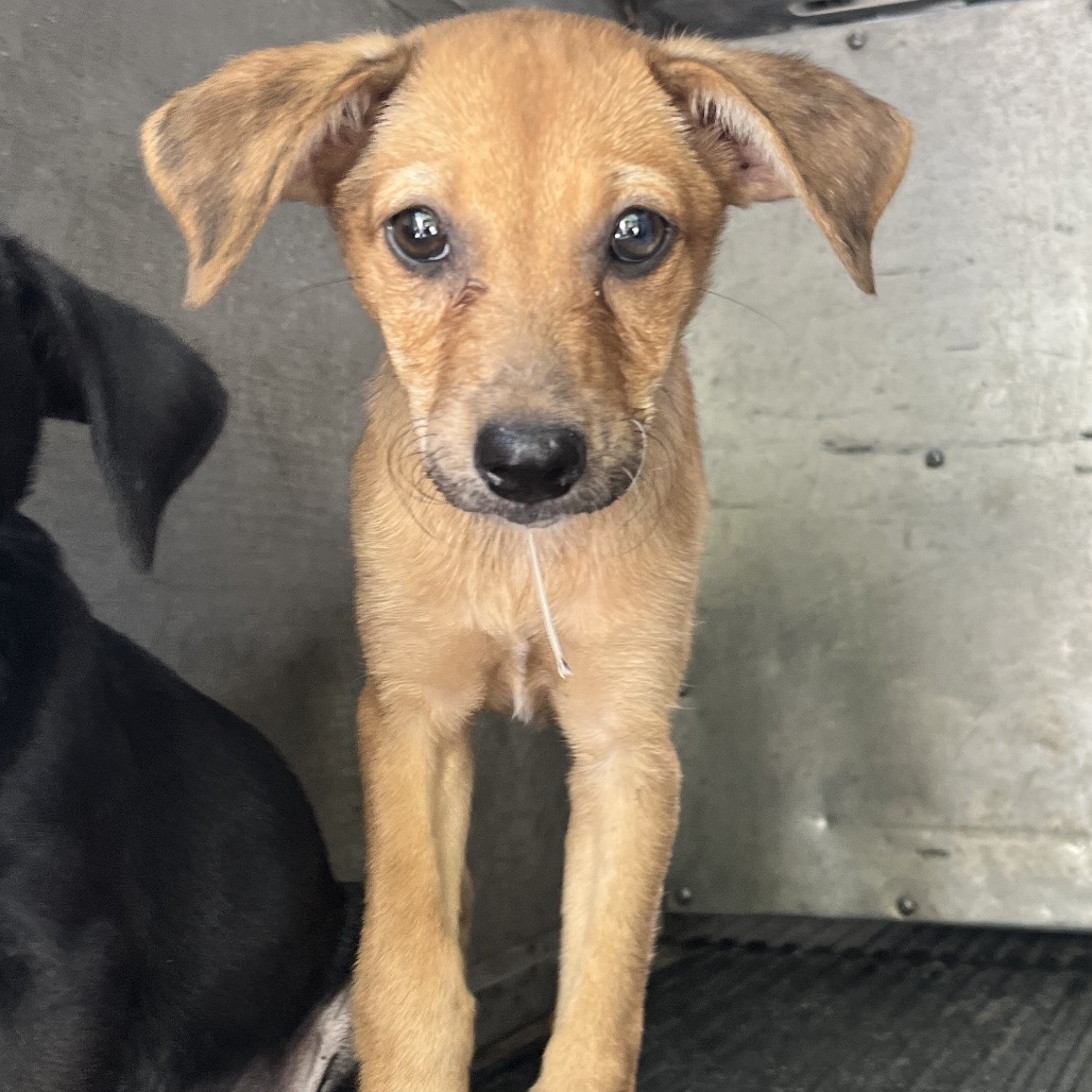 BUTTERMILK BISCUIT - Shepherd / Terrier available for adoption