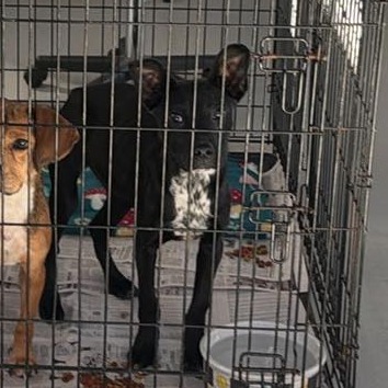 Jester Stray Hold 3/14 — thumbnail 2