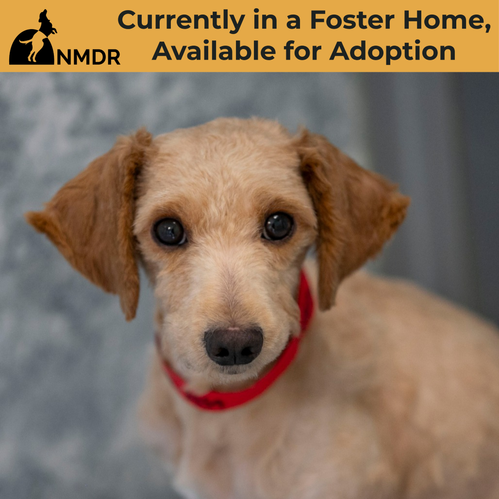 KONA (MR26-123) - Poodle, Miniature / Mixed Breed (Small) available for adoption