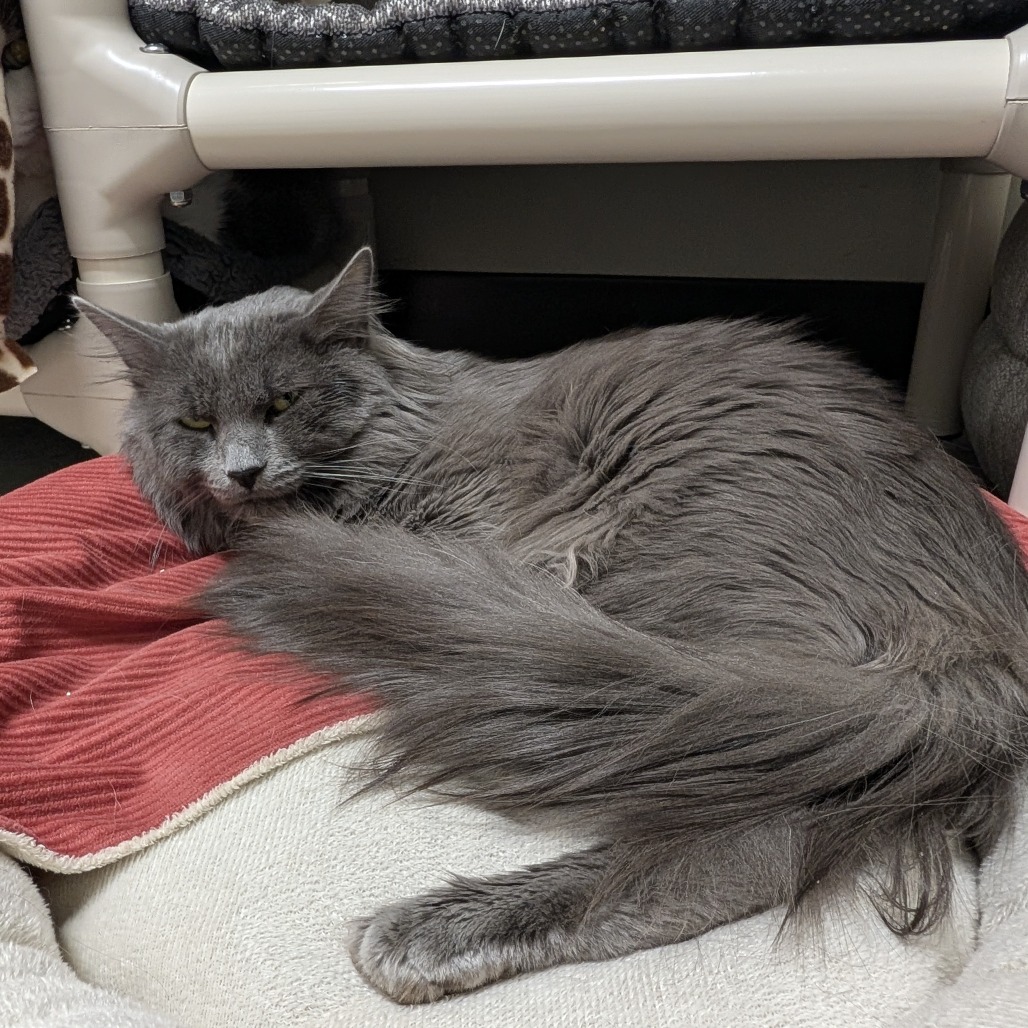 Furbo, photo 8