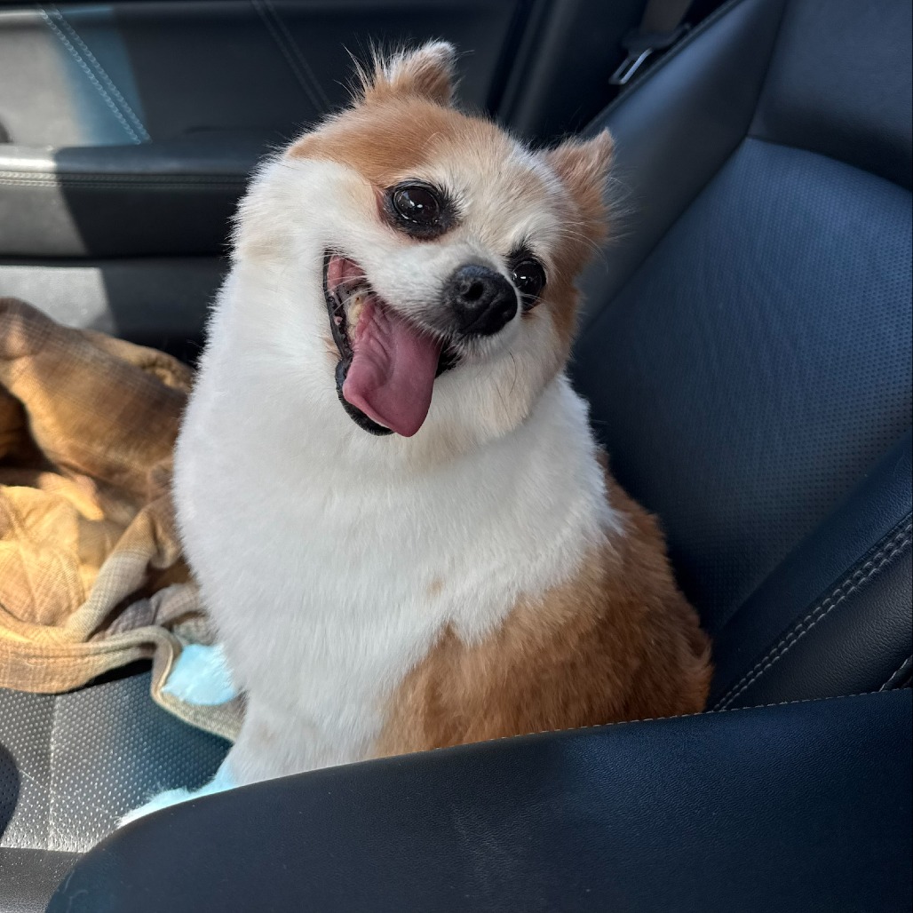 Kuma- $150 Adoption Fee!