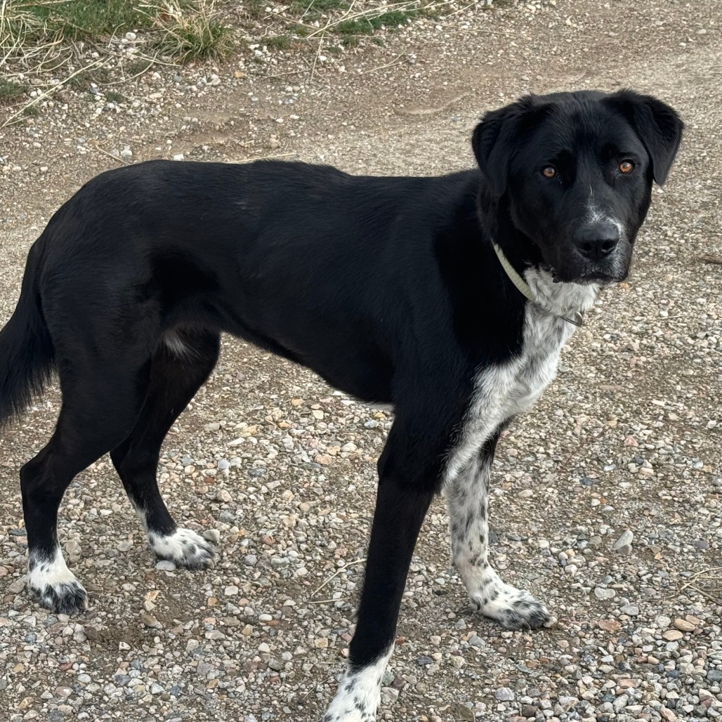 Phoebe — thumbnail 3