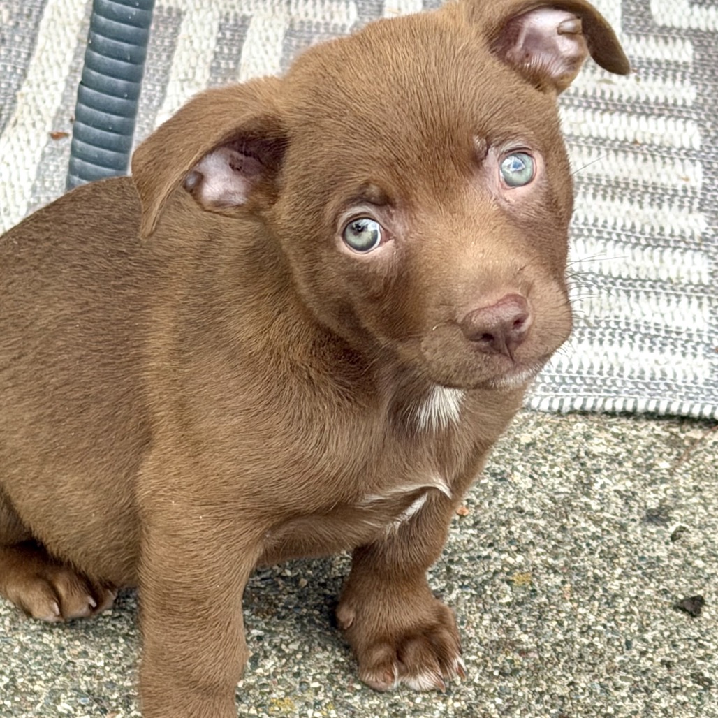 YOGI