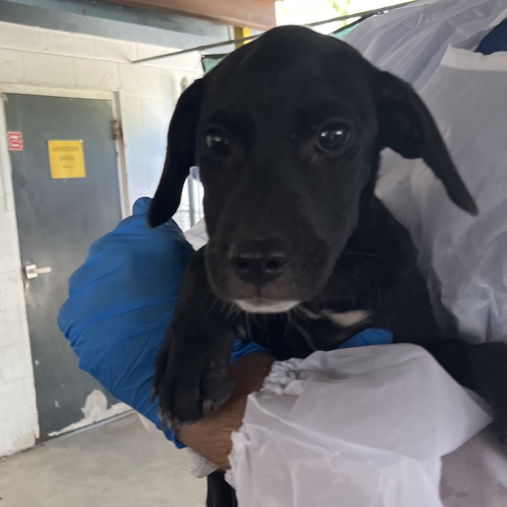 EACS-STRAY-199694_2 - Retriever, Labrador / Mixed Breed (Small) available for adoption