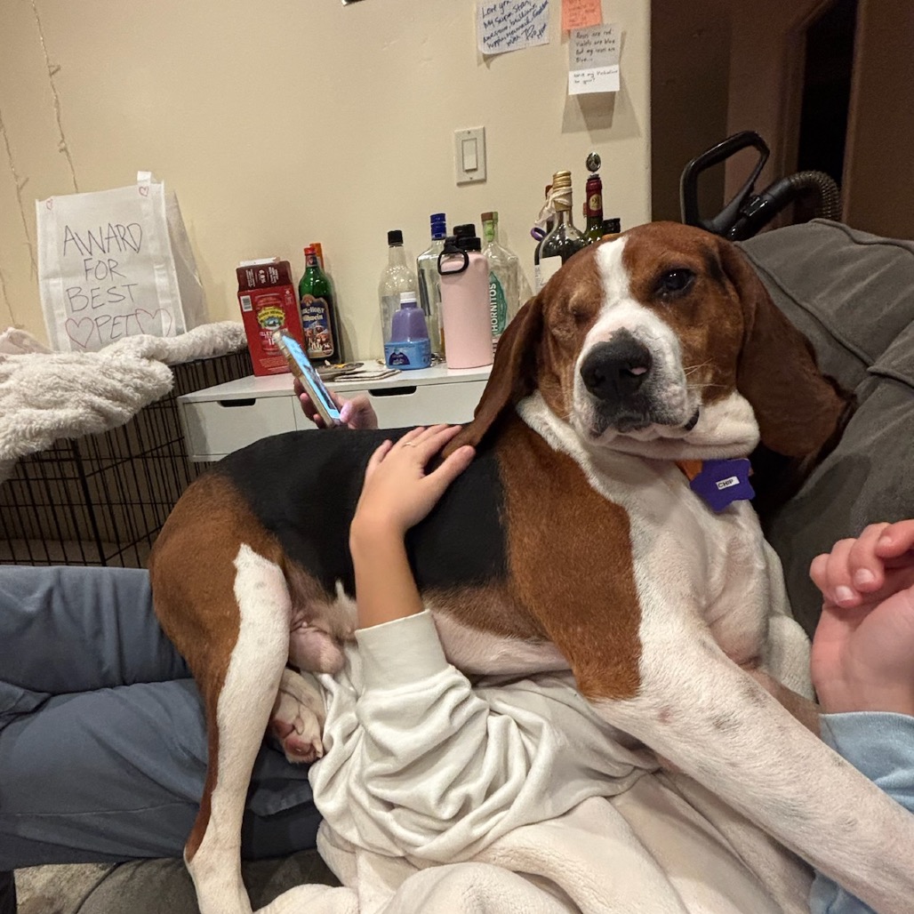 Chip — thumbnail 4