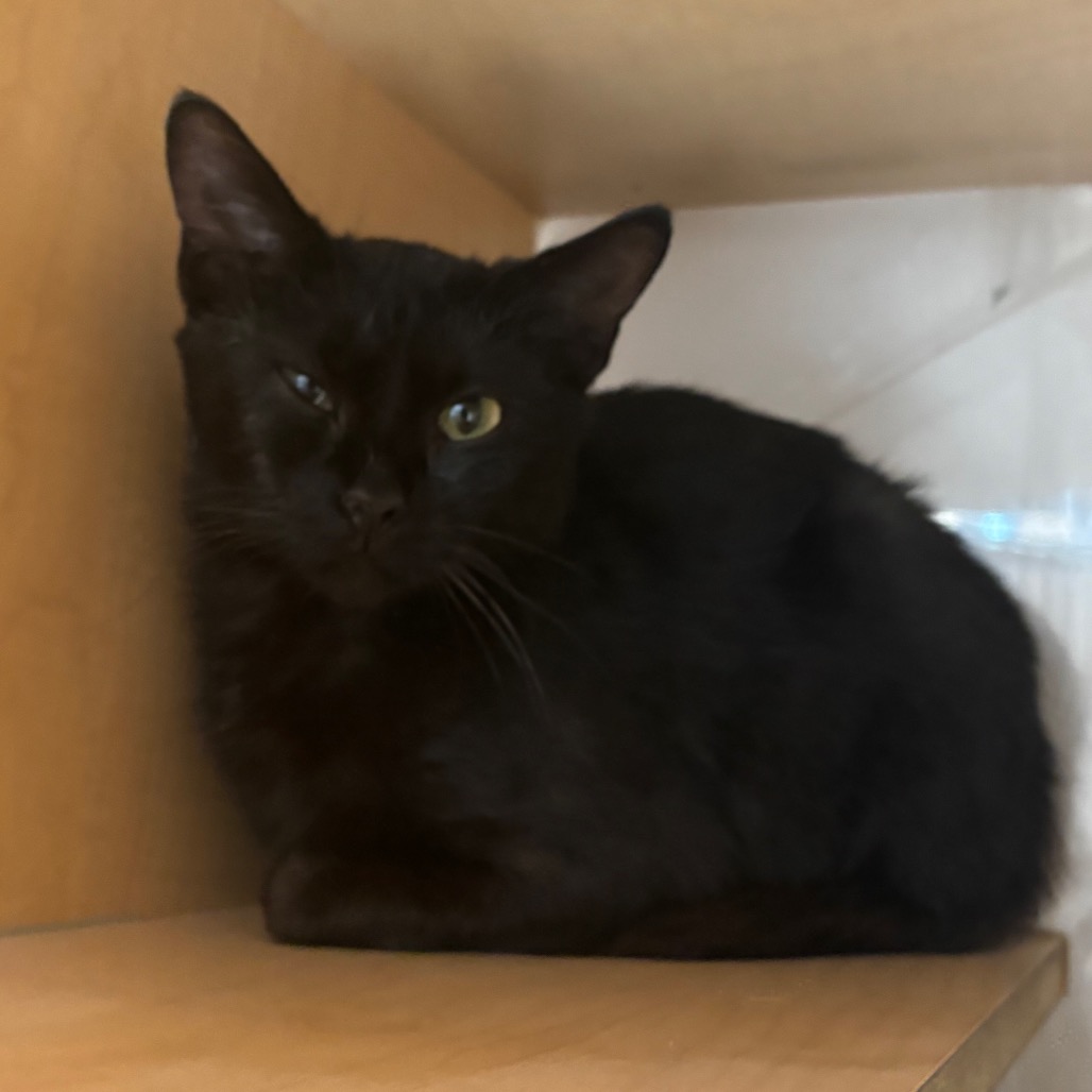 MRS. PUFF - Domestic Shorthair available for adoption