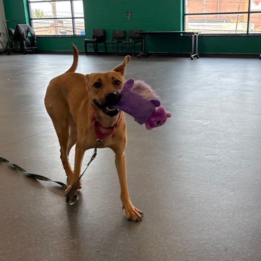 Photo of Artemisia 10