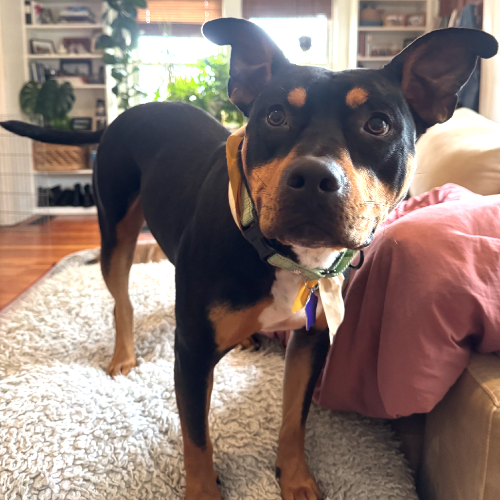 Mr. Beans — thumbnail 4