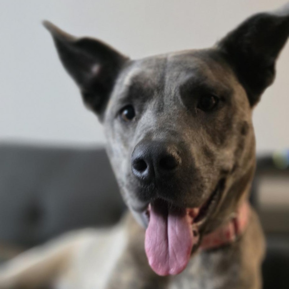Layla, photo 14