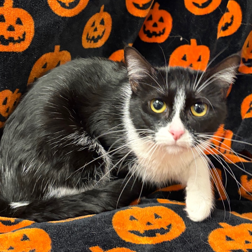 POCUS - Domestic Medium Hair available for adoption