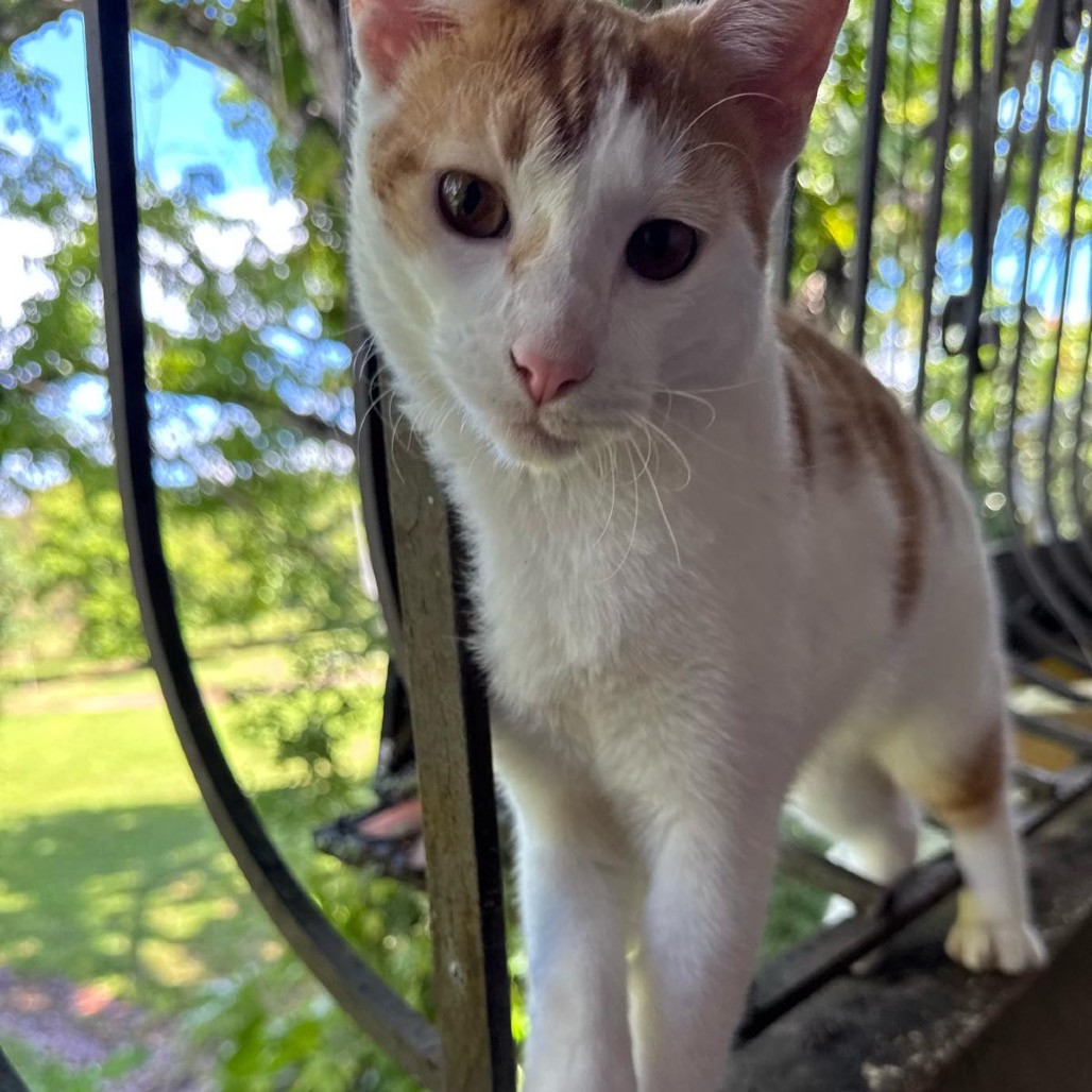 TOM - Domestic Shorthair / Mix available for adoption