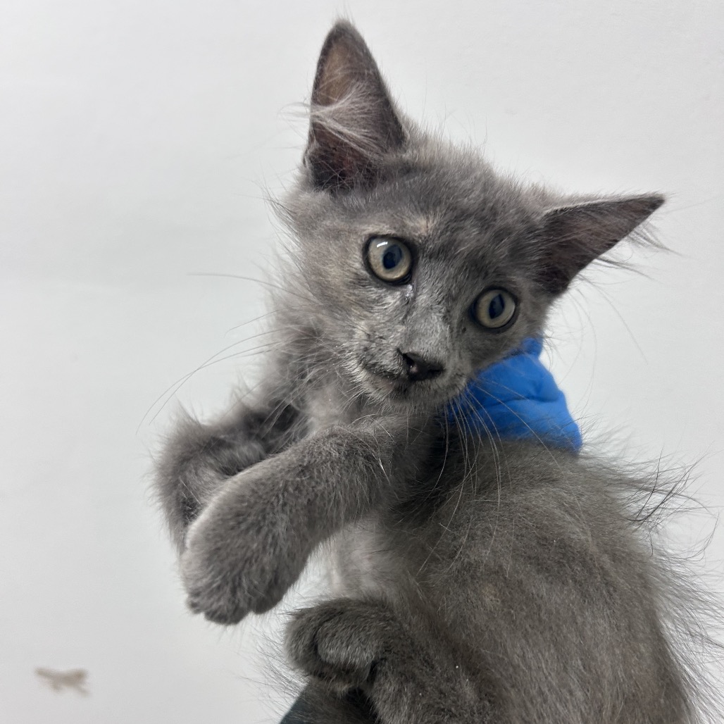 PRECIOUS - American Shorthair available for adoption