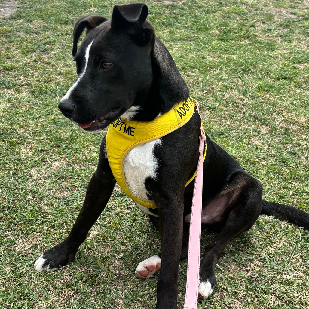 Charlie Brown photo 15
