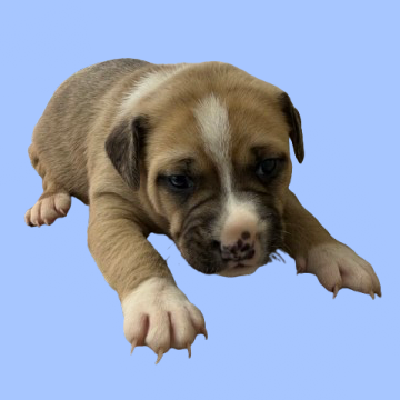 Tusc Stray 83328 2 3 4 5 6