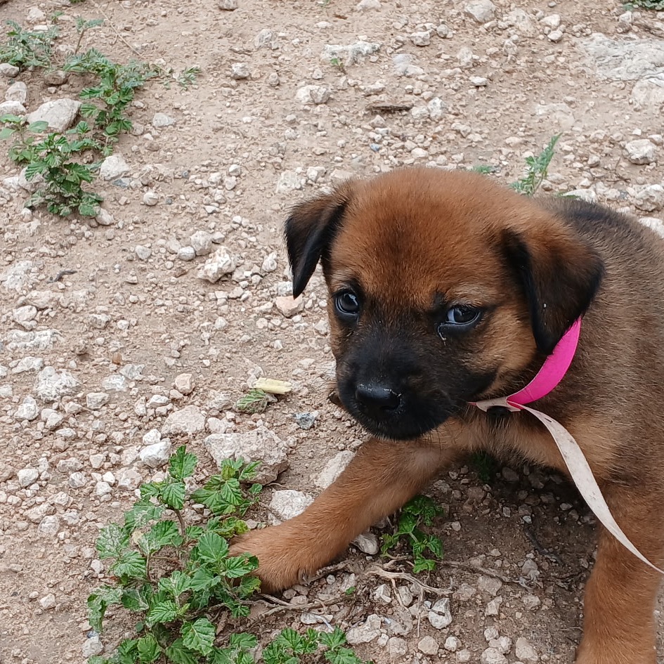 SKYE - Shepherd available for adoption