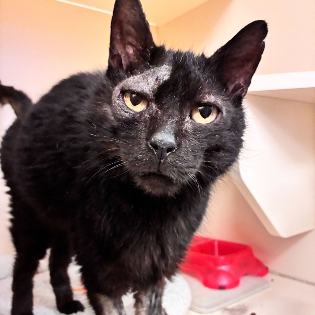 EUGENE - Domestic Shorthair available for adoption