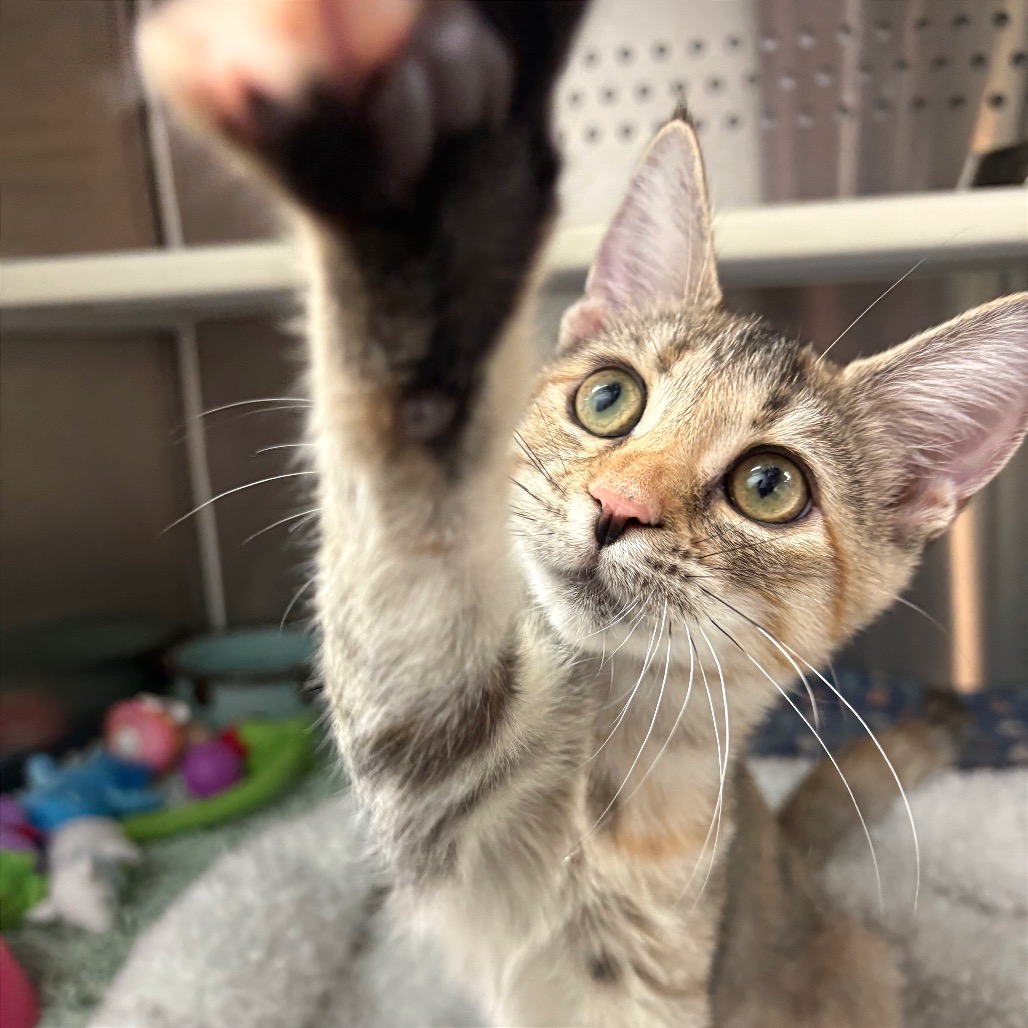 FRANKIE STEIN - Domestic Shorthair available for adoption
