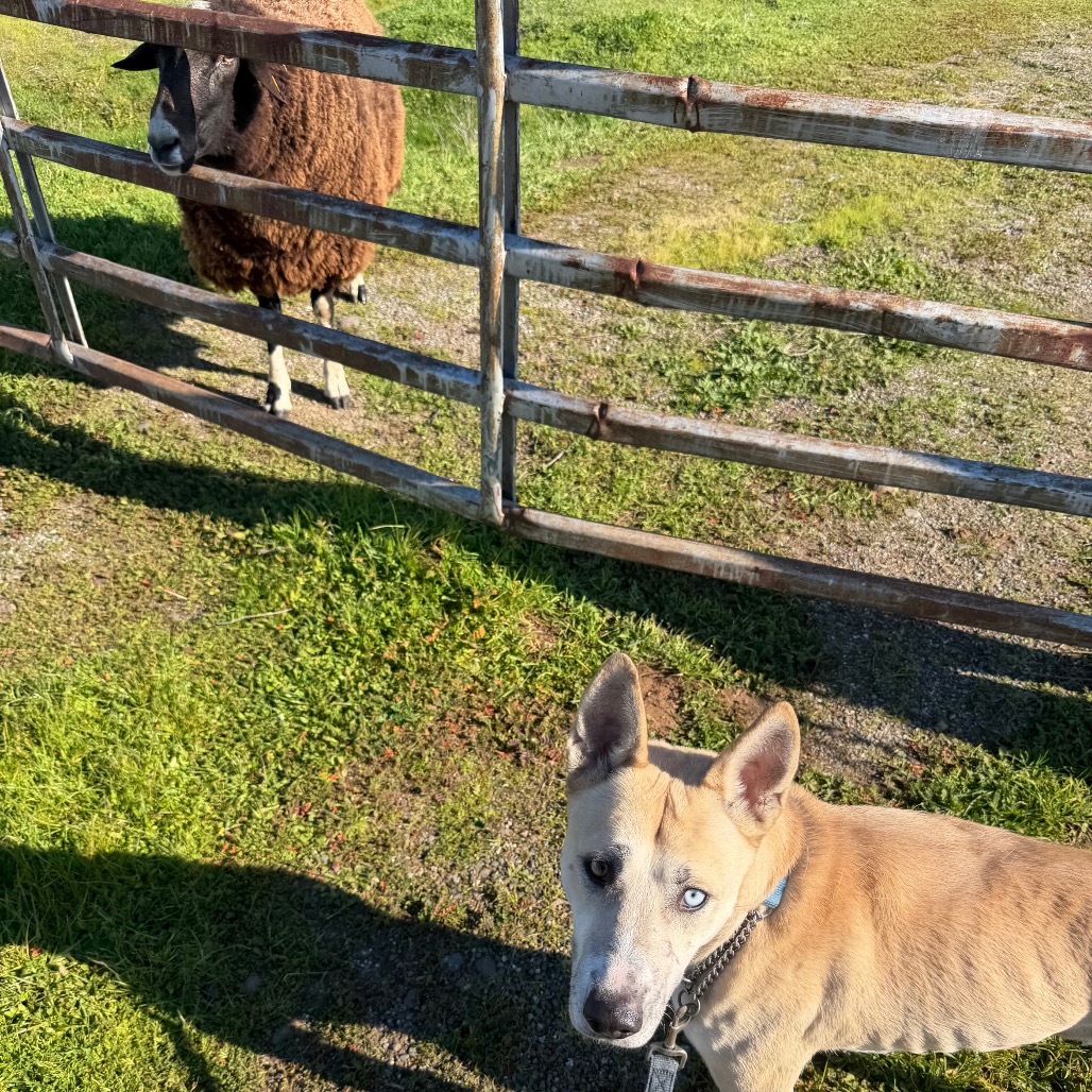 ELSIE — thumbnail 4