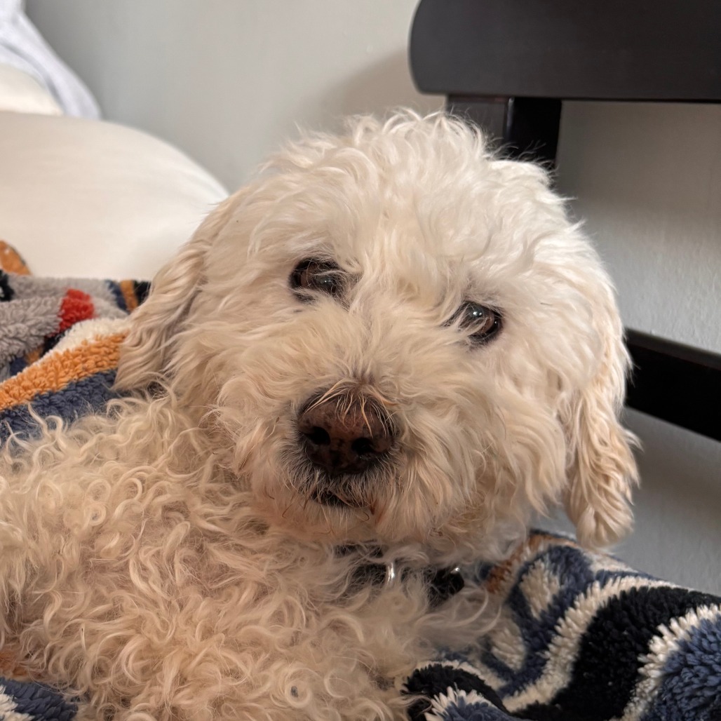 Donald — thumbnail 5