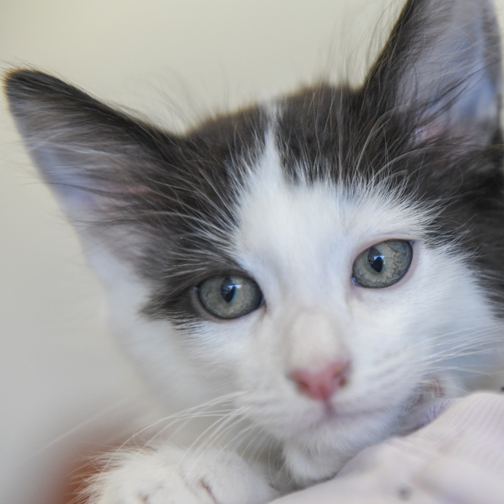 Tatum (yellow collar) - Domestic Shorthair
