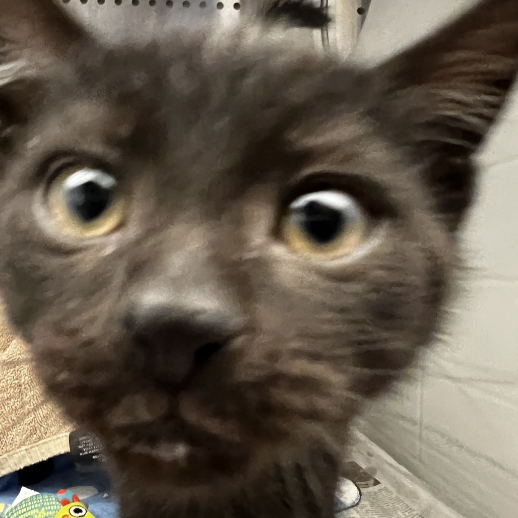 Photo of Bert aka George 5