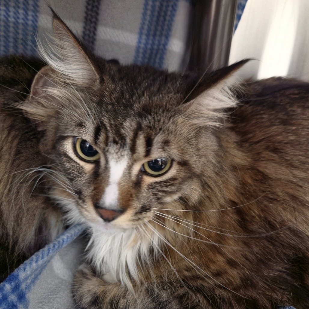 SQUEEZY - Domestic Longhair available for adoption