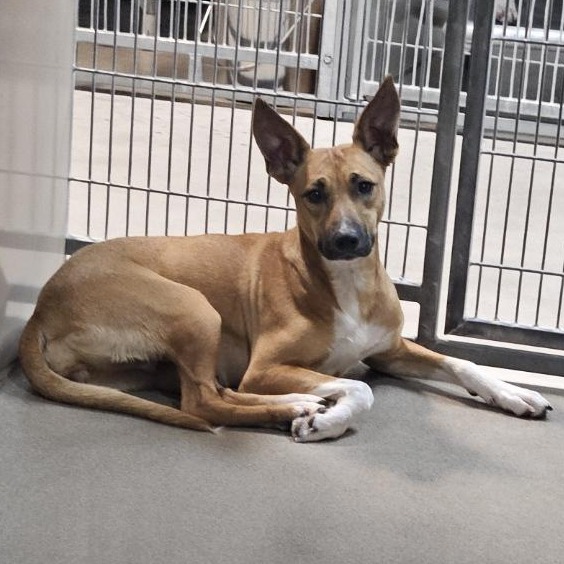Kennel#7 Tabitha's preview photo