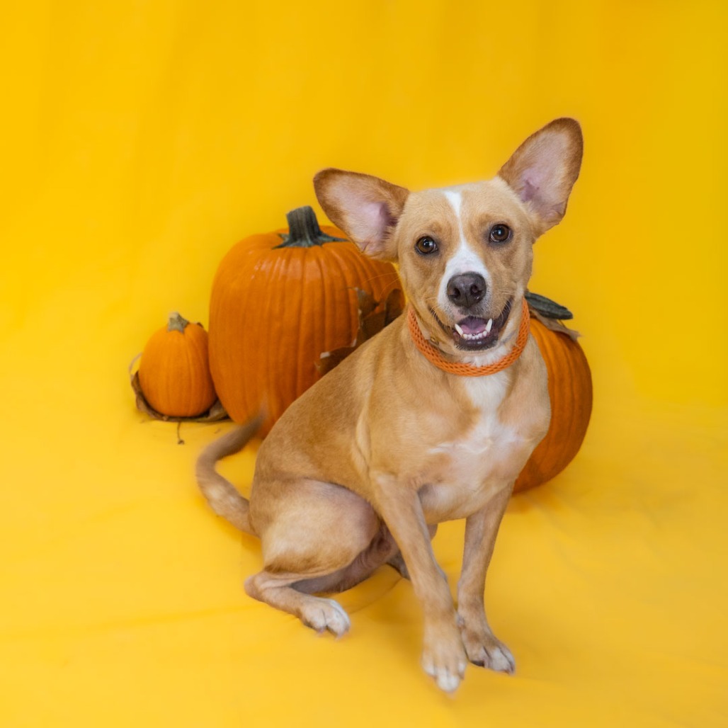 Harvey the Dog