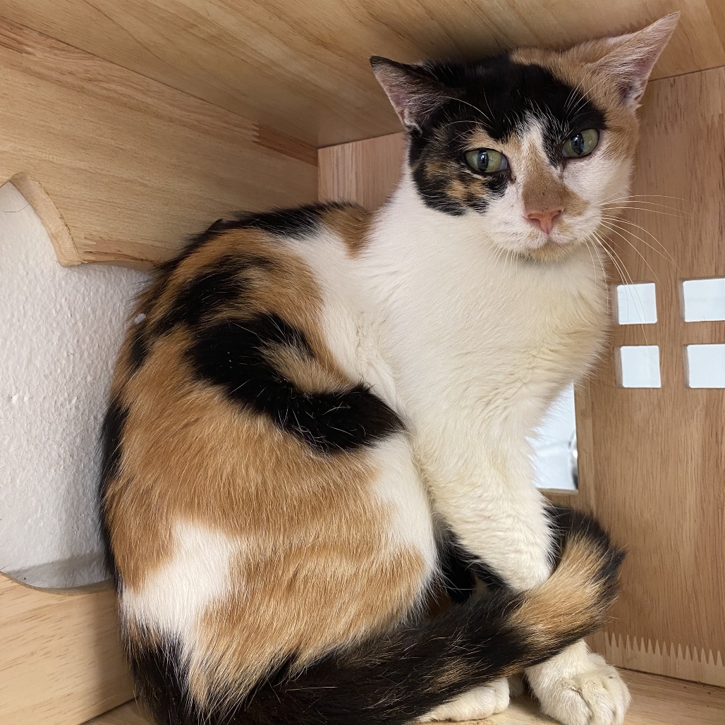 FAIRY - Domestic Shorthair available for adoption