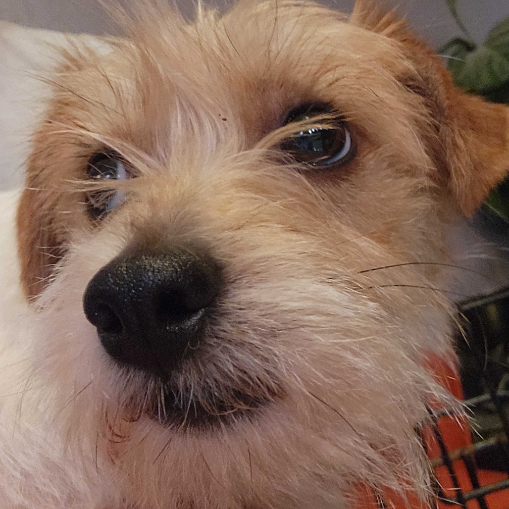 Clovis — thumbnail 3