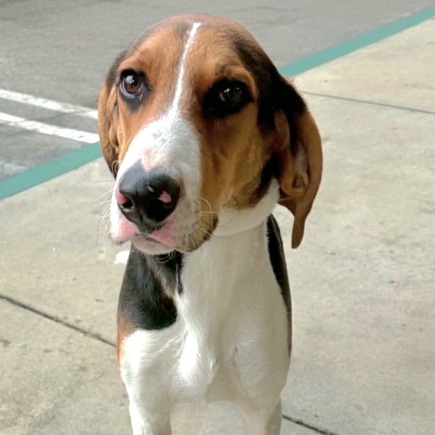 Brutus - Chino Hills Location, photo 3