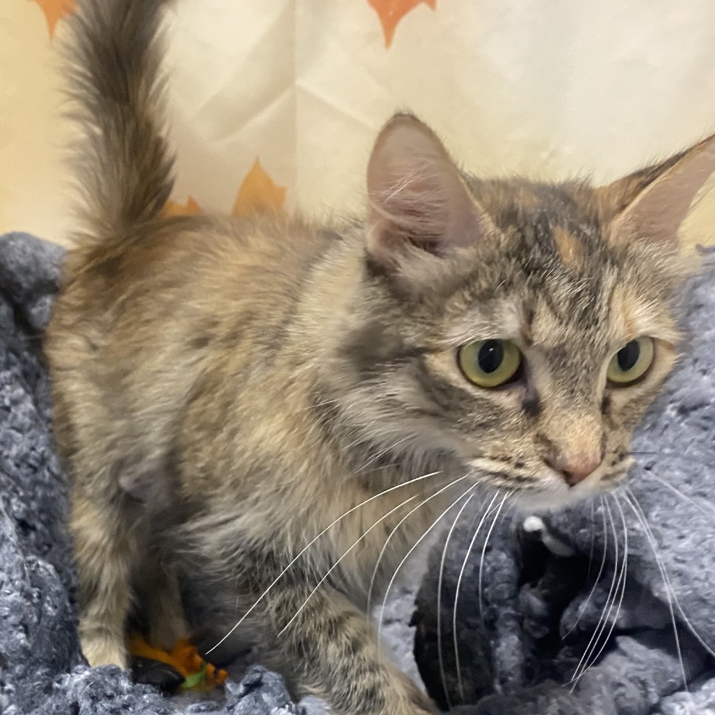 PEACHES - Domestic Medium Hair available for adoption