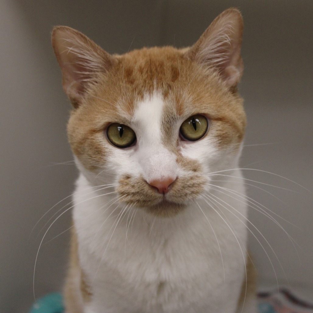 Schnitzel — thumbnail 2