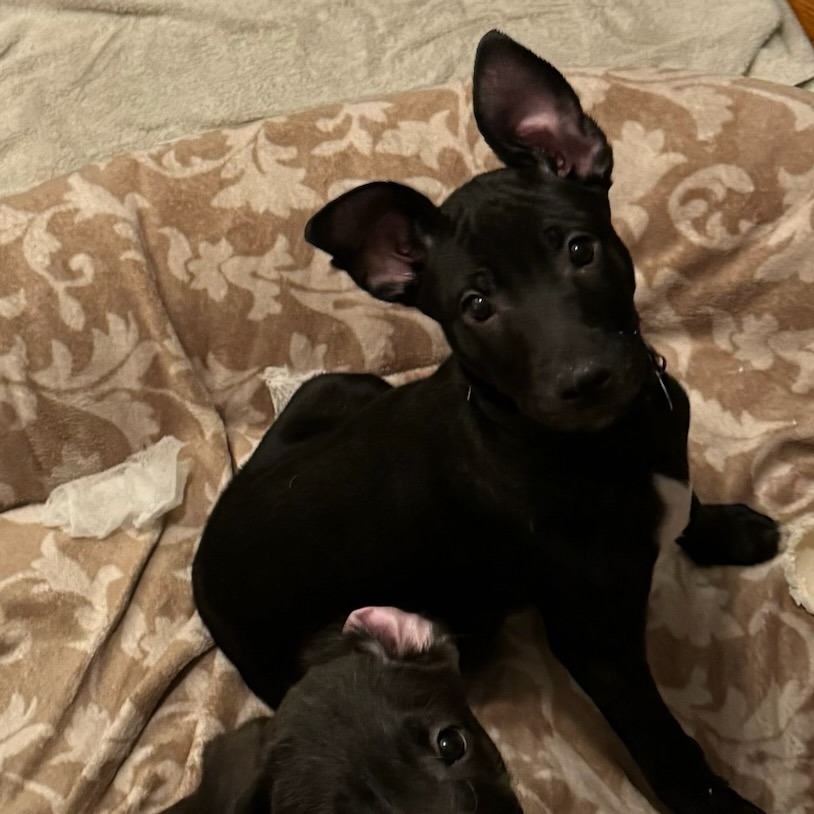 Lake--In Foster***ADOPTION PENDING***, photo 2