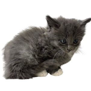 Tusc Stray 81391