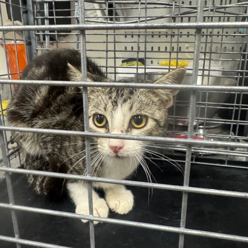 DAX - Domestic Shorthair / Domestic Shorthair available for adoption