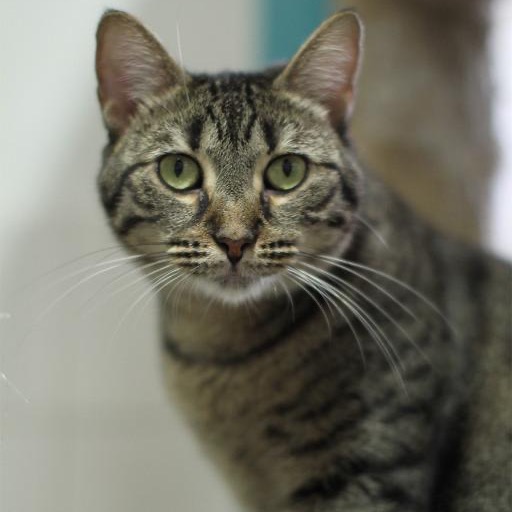 Another portrait of Harper