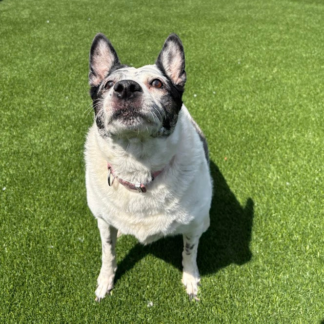 Photo of Speckles  3
