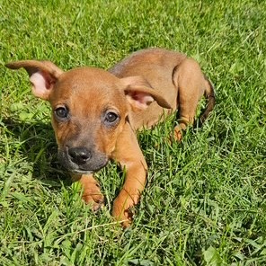 PIP - Mixed Breed (Small) for adoption in Dayton