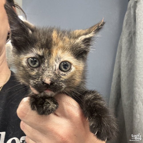 MY TWILIGHT SPARKLE - Domestic Shorthair available for adoption