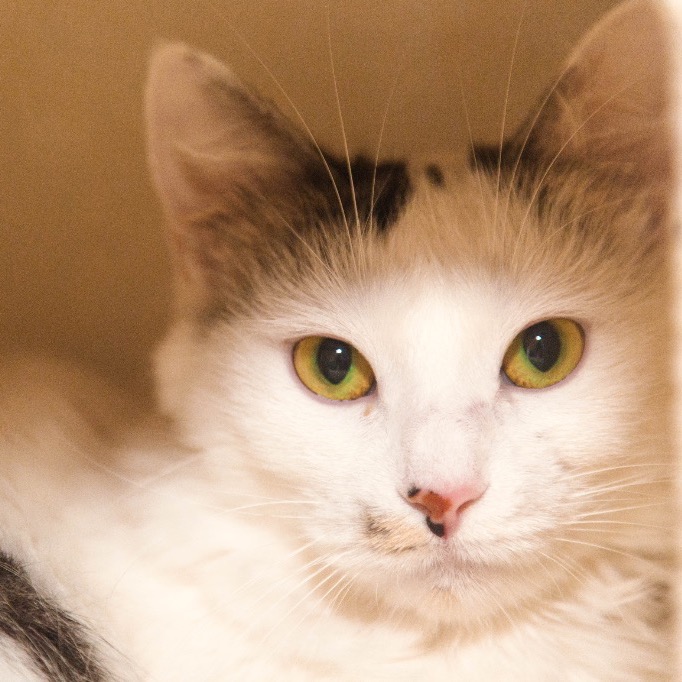 Image of Velma looking at the camera