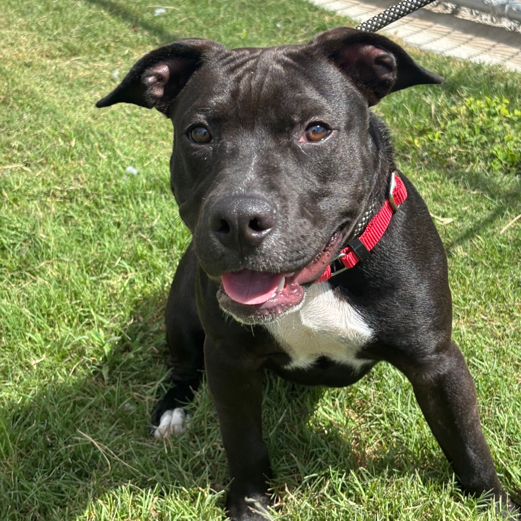 SMUCKERS - Mixed Breed (Medium) / Mixed Breed (Medium) available for adoption