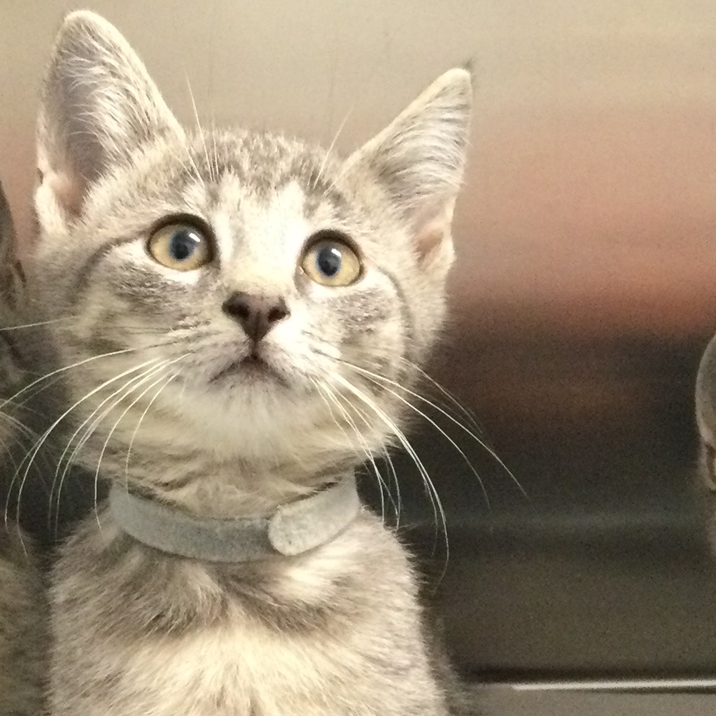 LENNY - Domestic Shorthair available for adoption